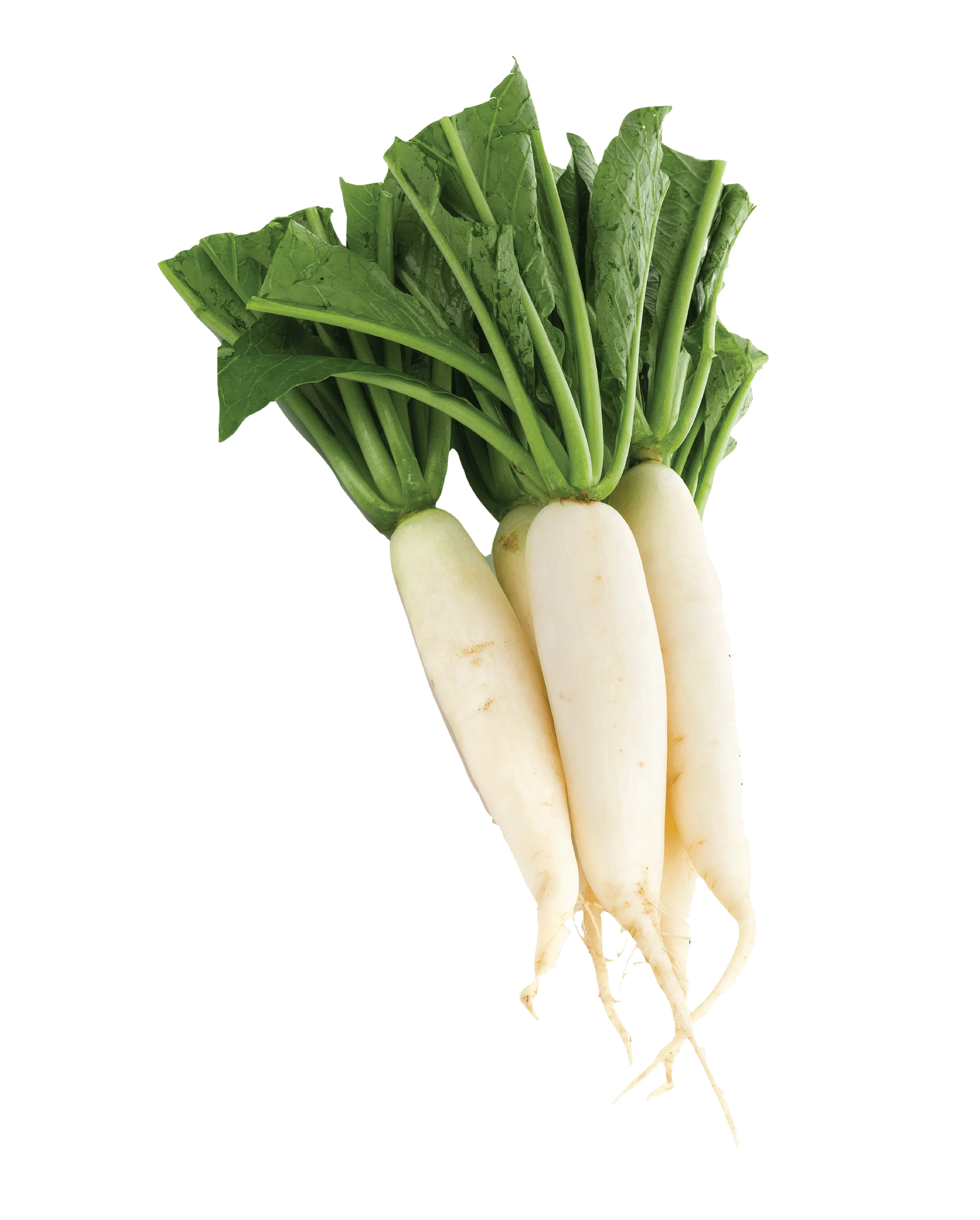 Diakon Diakon (Muli, White Radish) 